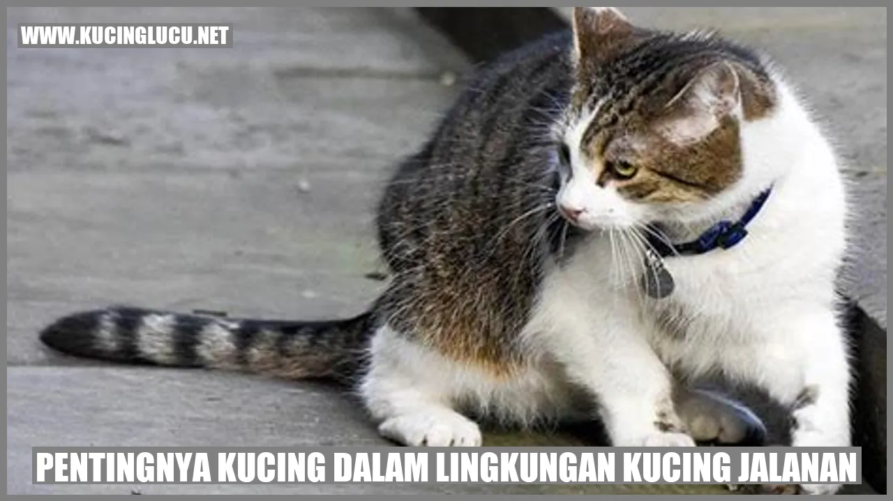 Gambar kucing jalanan