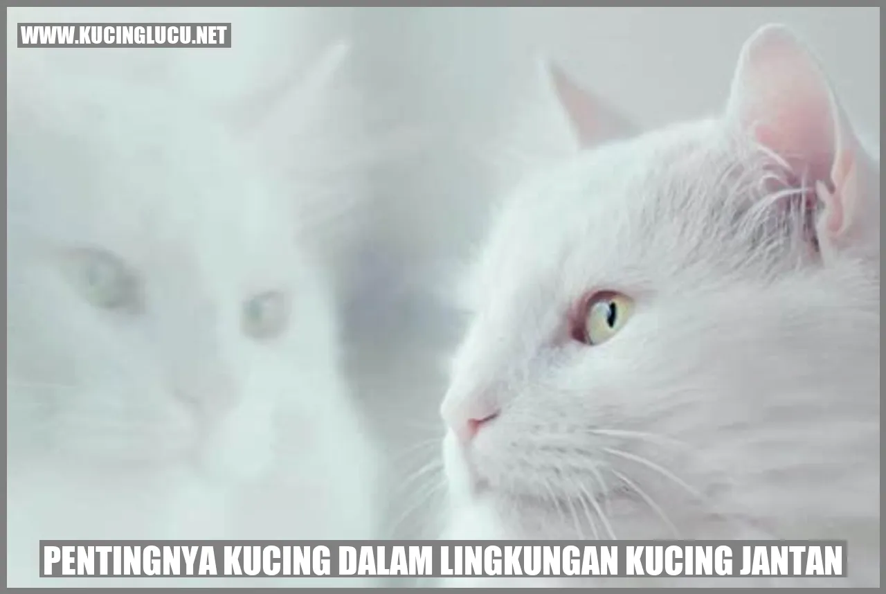 Kucing Jantan