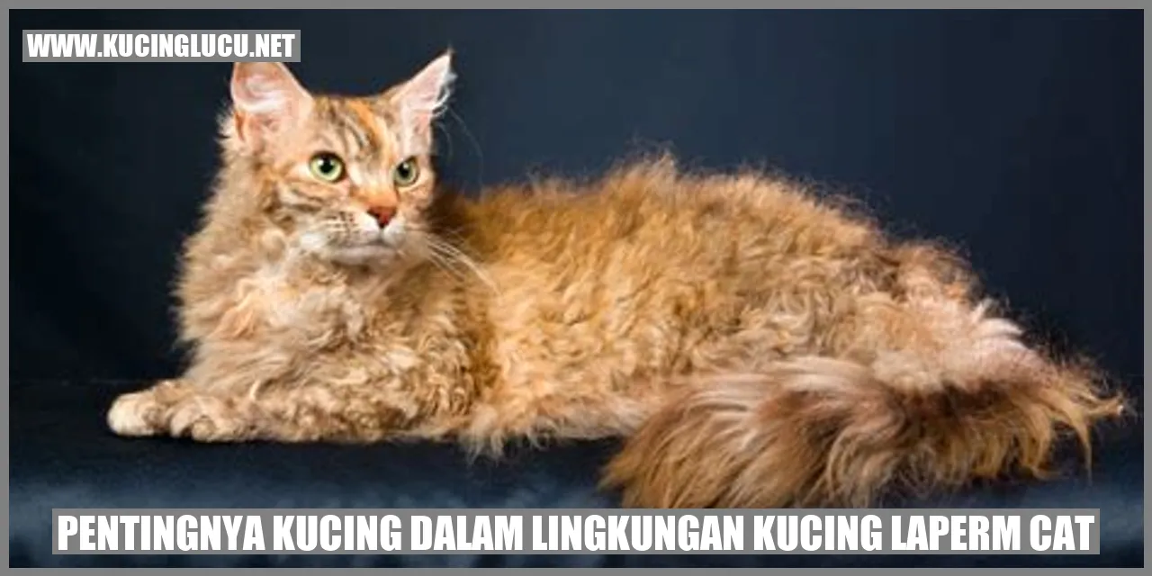 Kucing LaPerm Cat