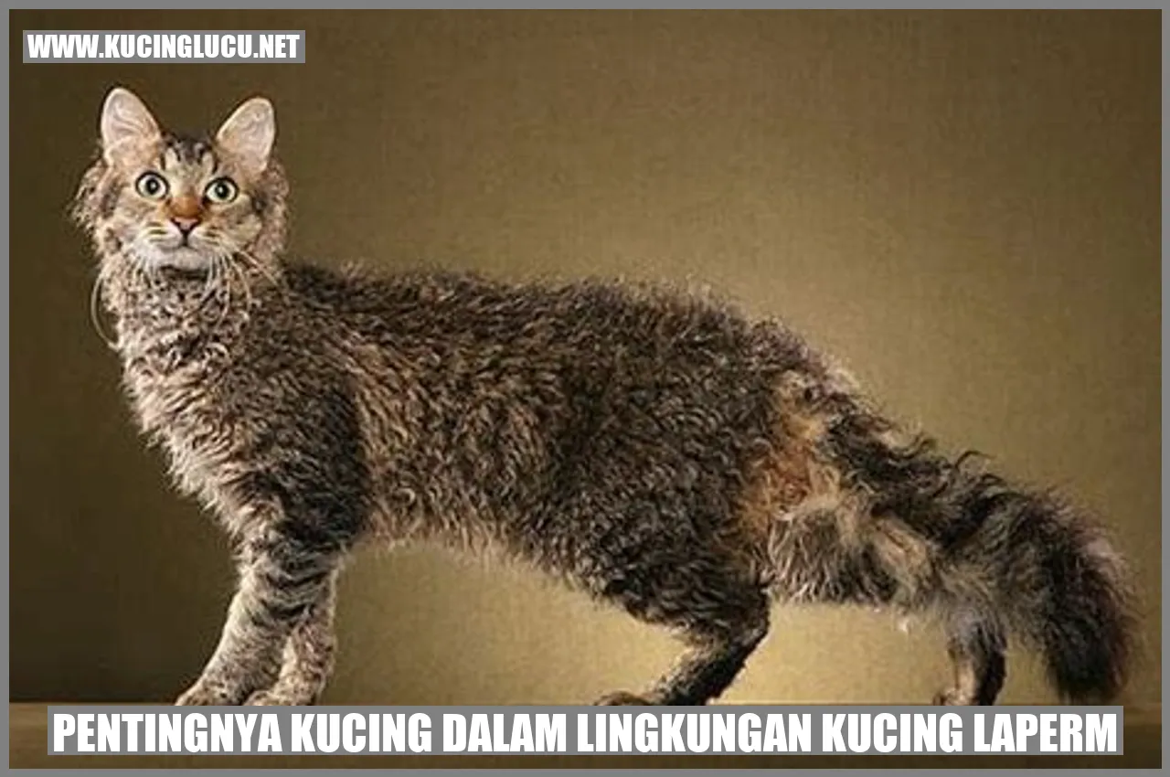 Kucing LaPerm