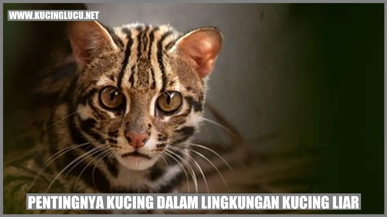 Kucing Liar