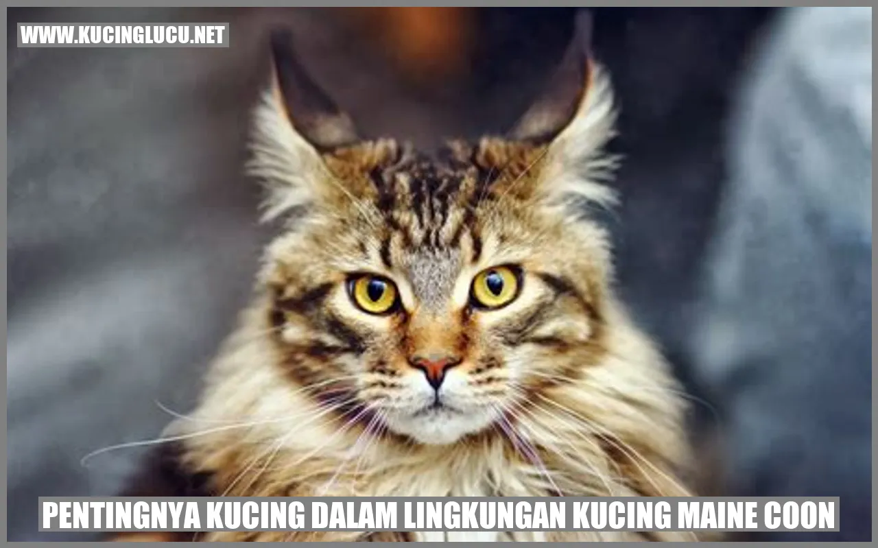 Kucing Maine Coon