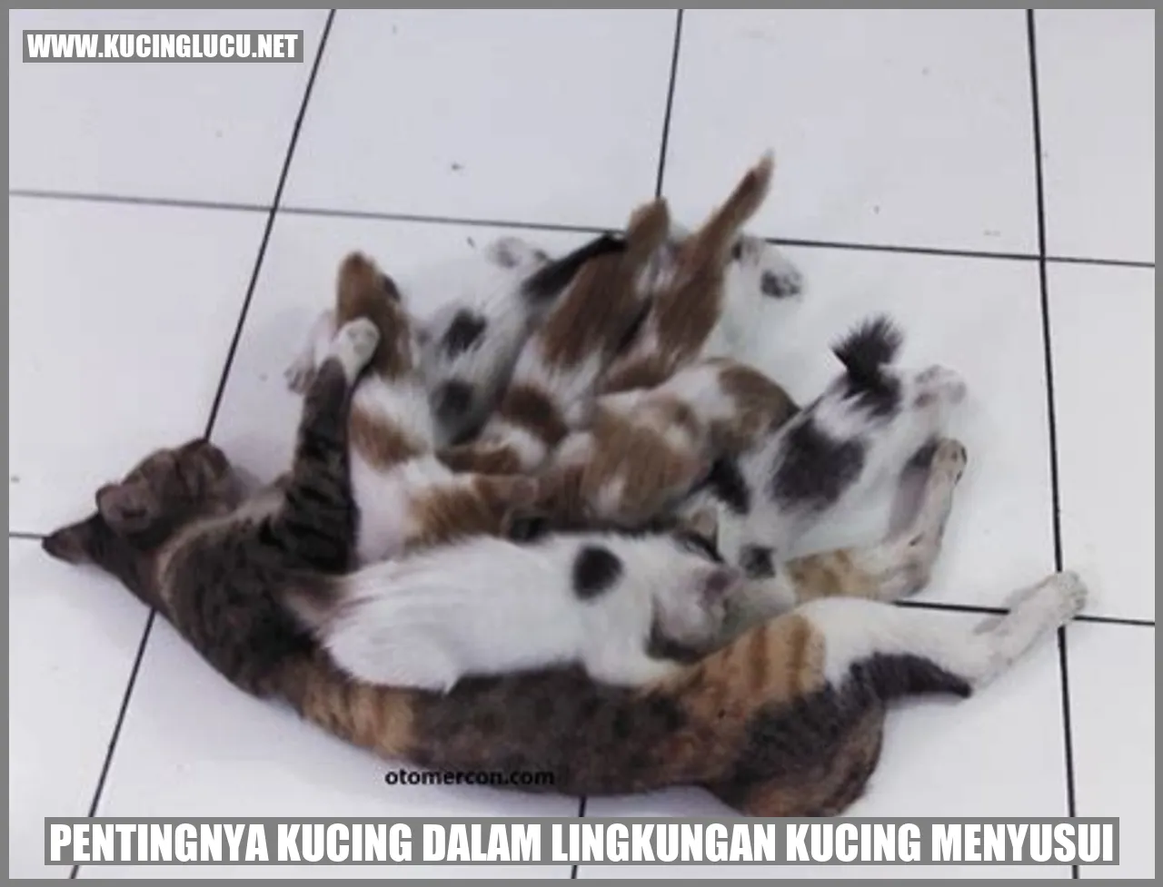Pentingnya Kucing dalam Lingkungan kucing menyusui