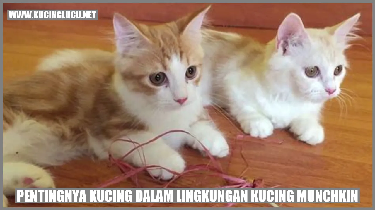 Gambar Kucing Munchkin