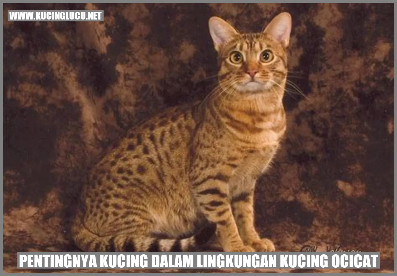 Gambar Kucing Ocicat