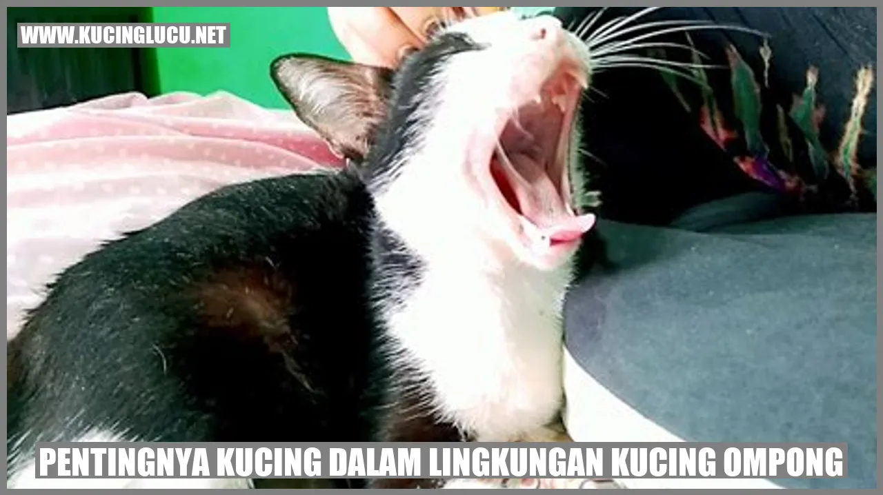 Kucing Lucu