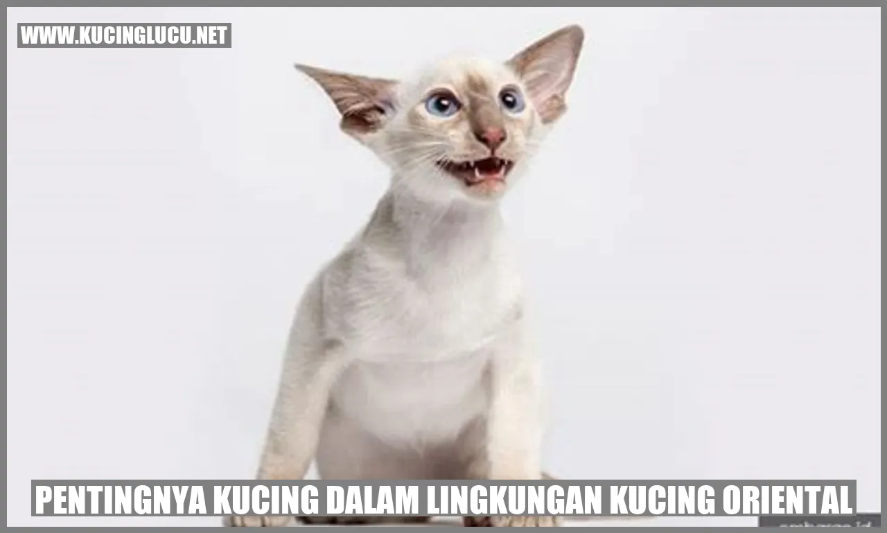 Pentingnya Kucing dalam Lingkungan Kucing Oriental