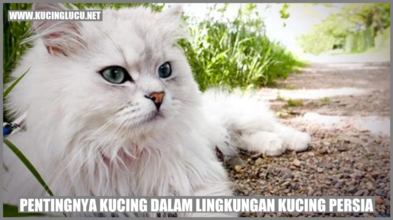 Kucing Persia