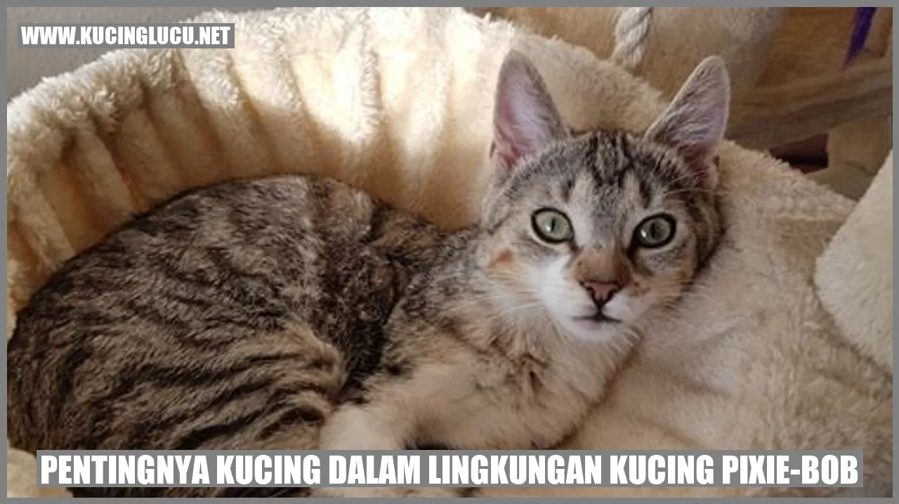 Pentingnya Kucing dalam Lingkungan Kucing Pixie-Bob