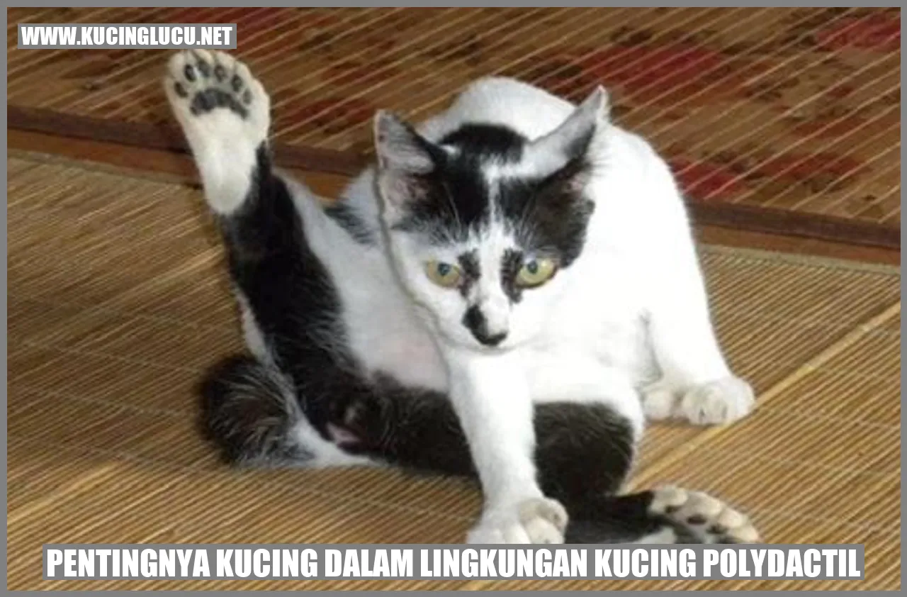 Kucing Polydactil