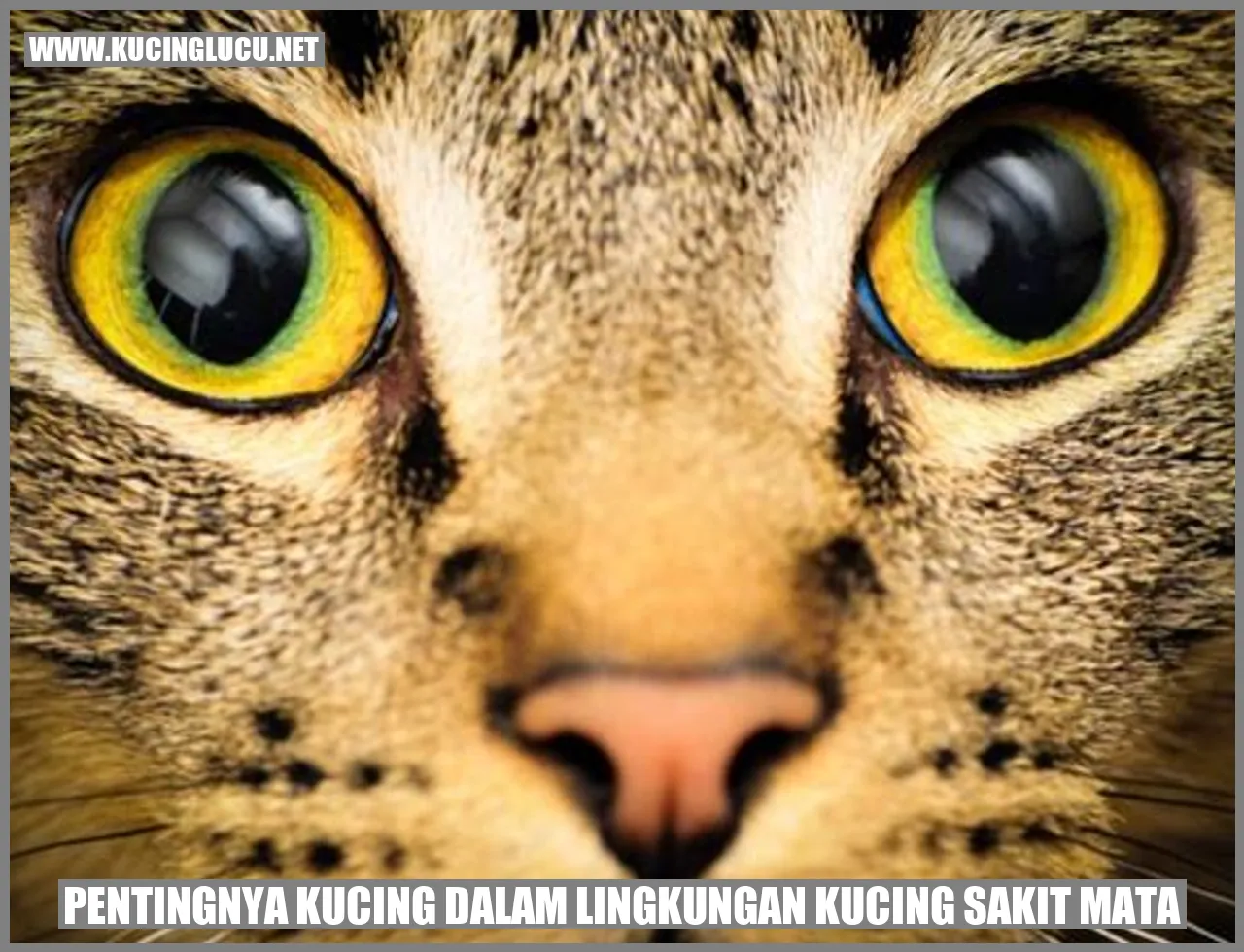 Gambar kucing yang menggemaskan
