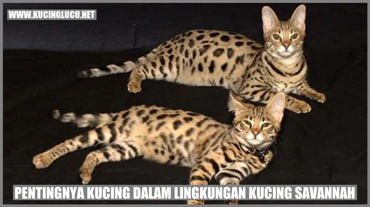 Gambar Kucing Savannah