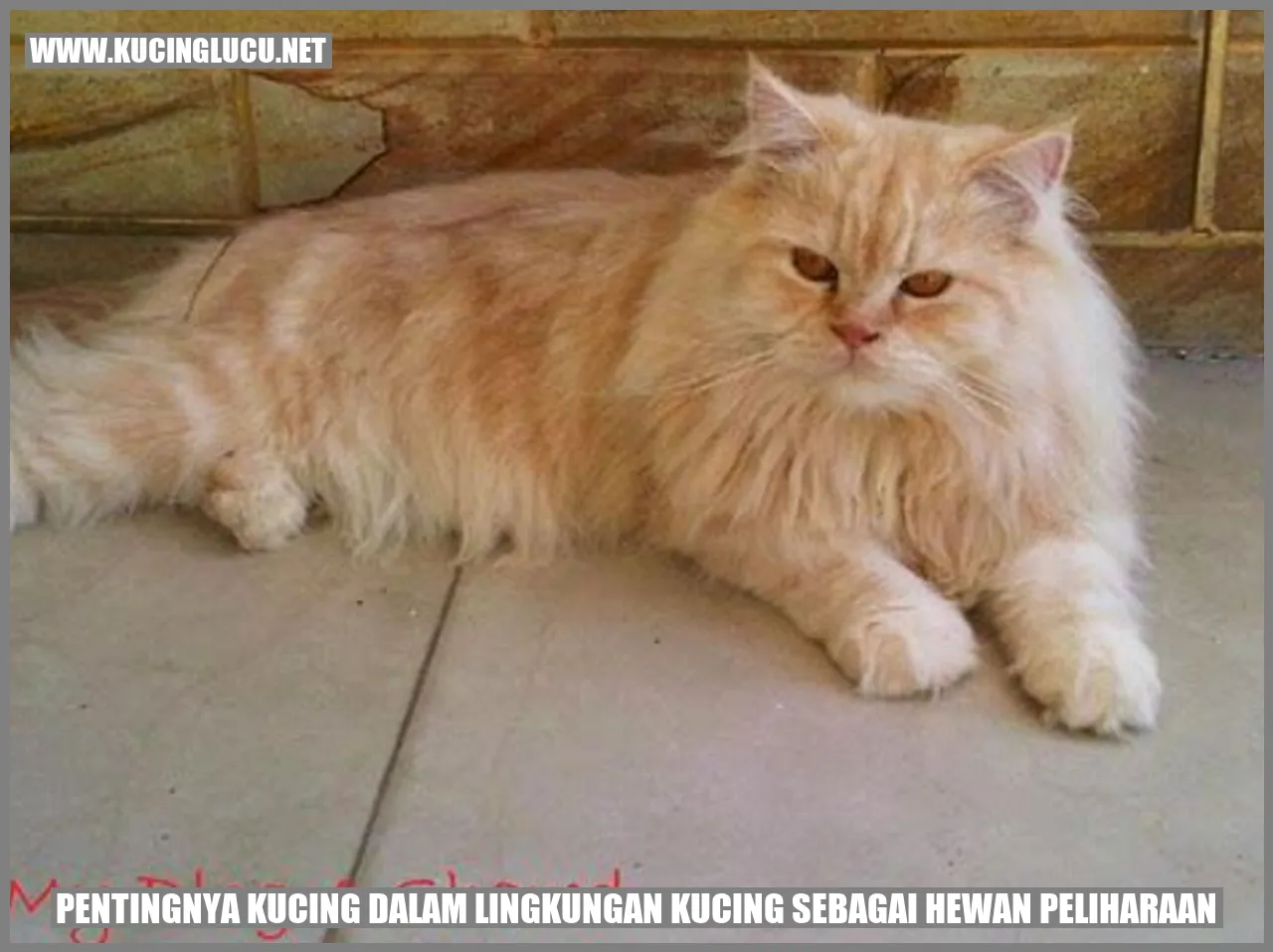 kucing