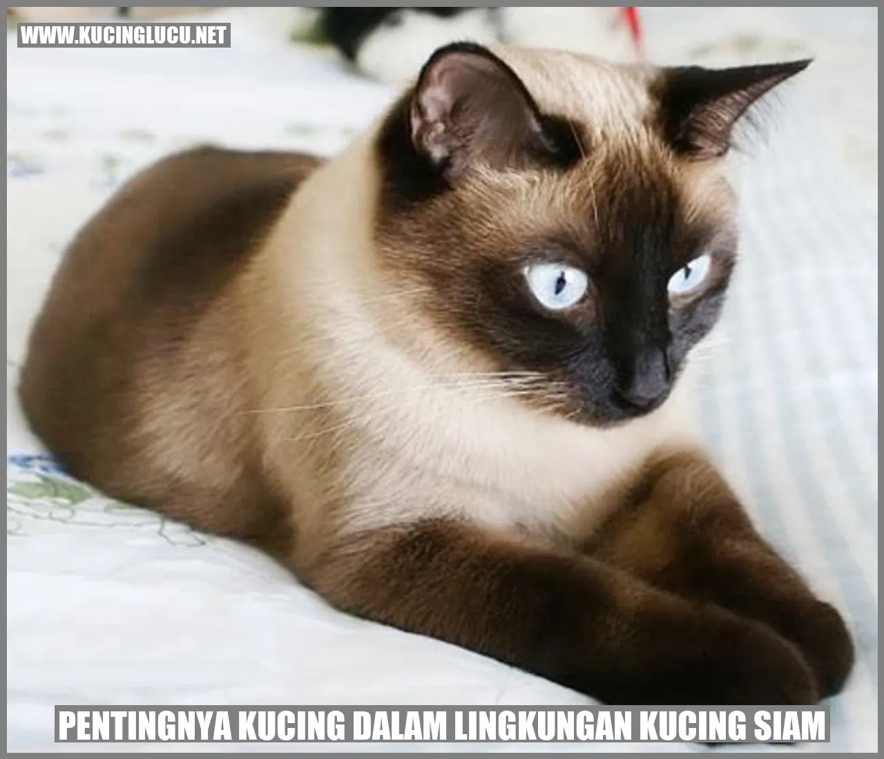 Gambar Kucing Siam