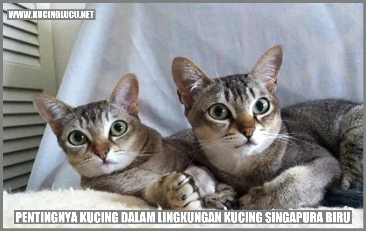 Kucing Singapura Biru