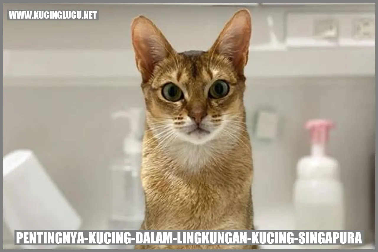 Kucing Singapura