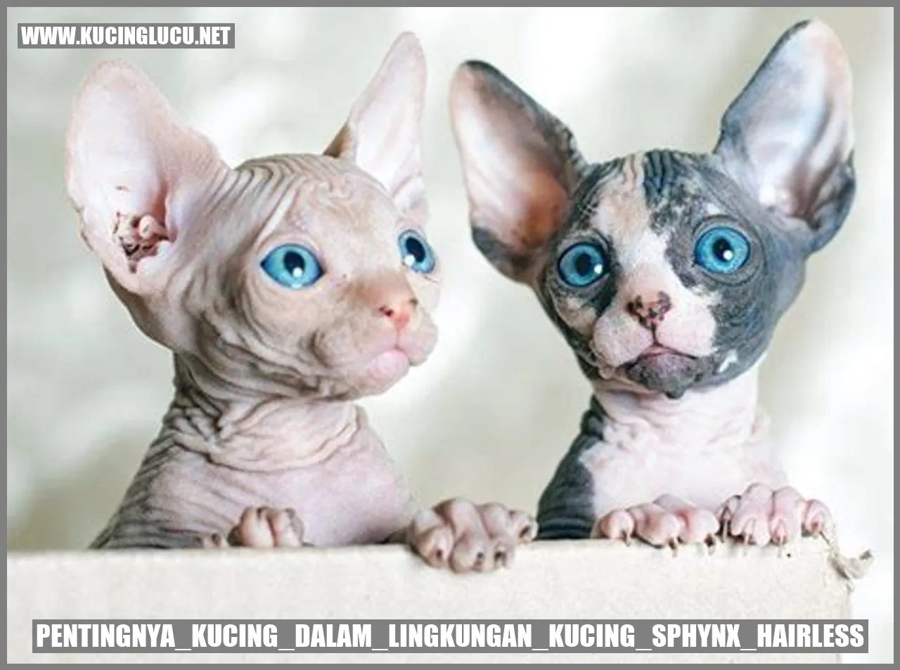 Kucing Sphynx Hairless