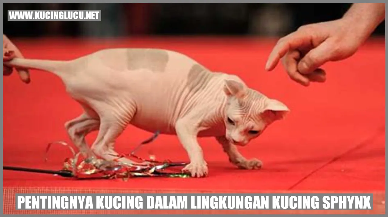 Kucing Sphynx