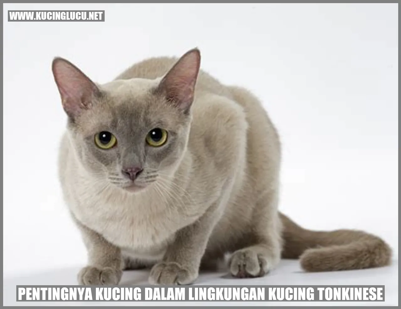 Pentingnya Kucing dalam Lingkungan Kucing Tonkinese