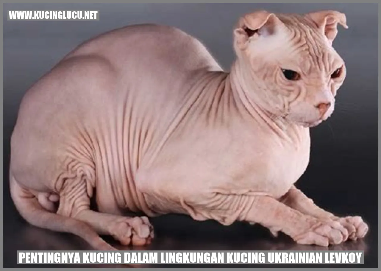 Kucing Ukrainian Levkoy
