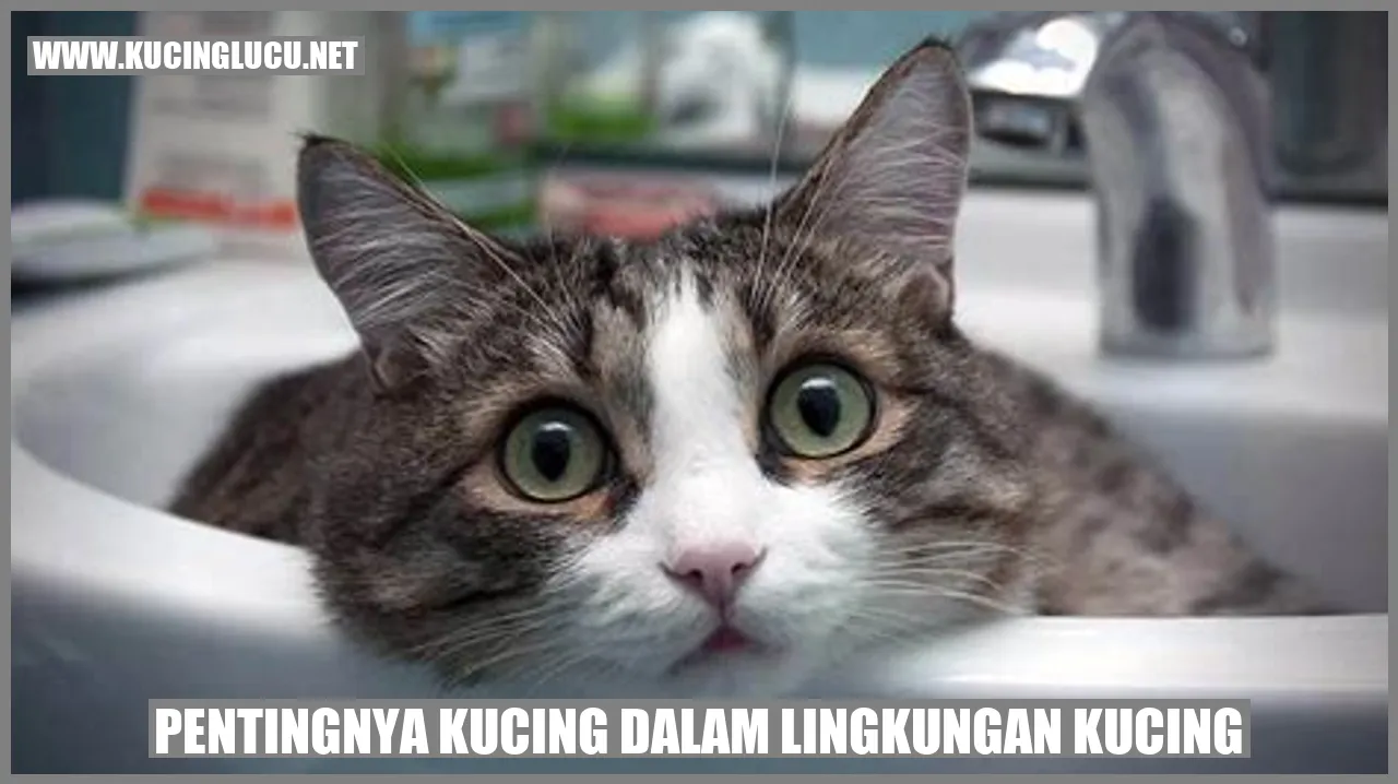 Pentingnya Kucing dalam Lingkungan Kucing