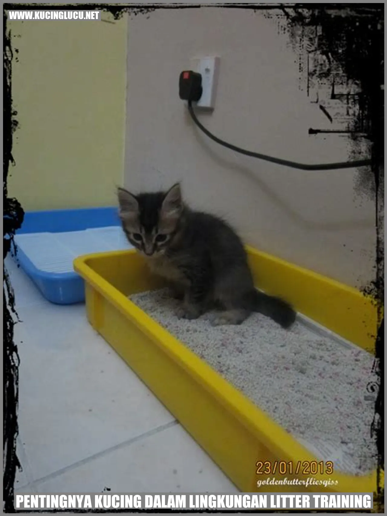 Gambar Kucing Menggunakan Litter Box