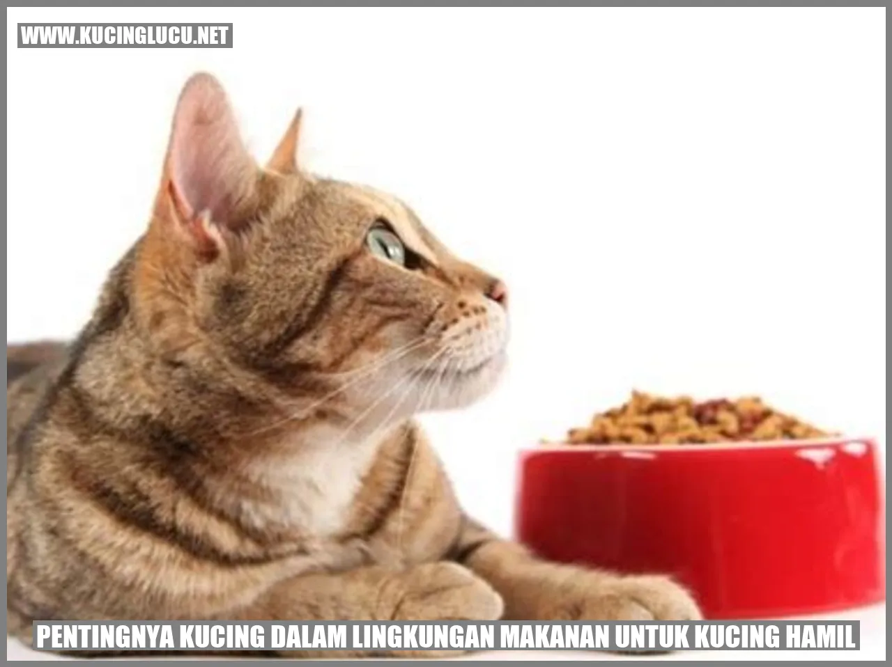 Gambar Kucing Hamil