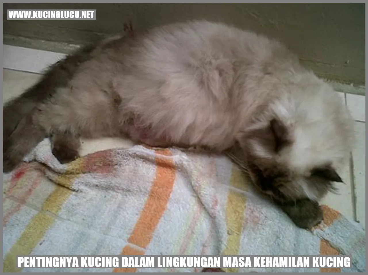 Kucing sedang tidur di samping anak kucing