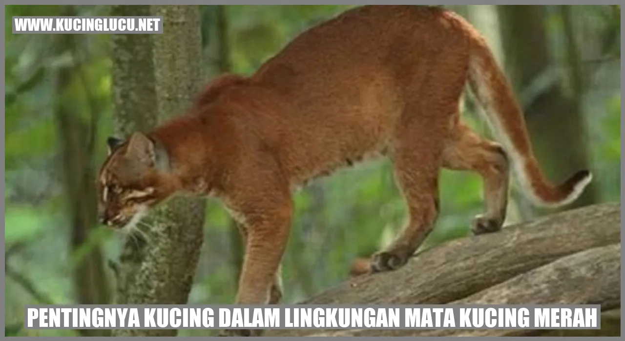 Foto Kucing dalam Lingkungan Mata Kucing Merah