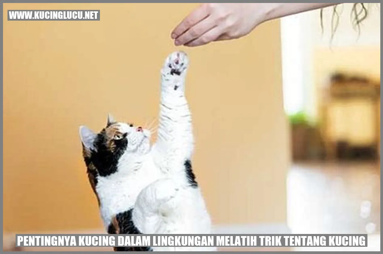 Kucing Tampil Menawan