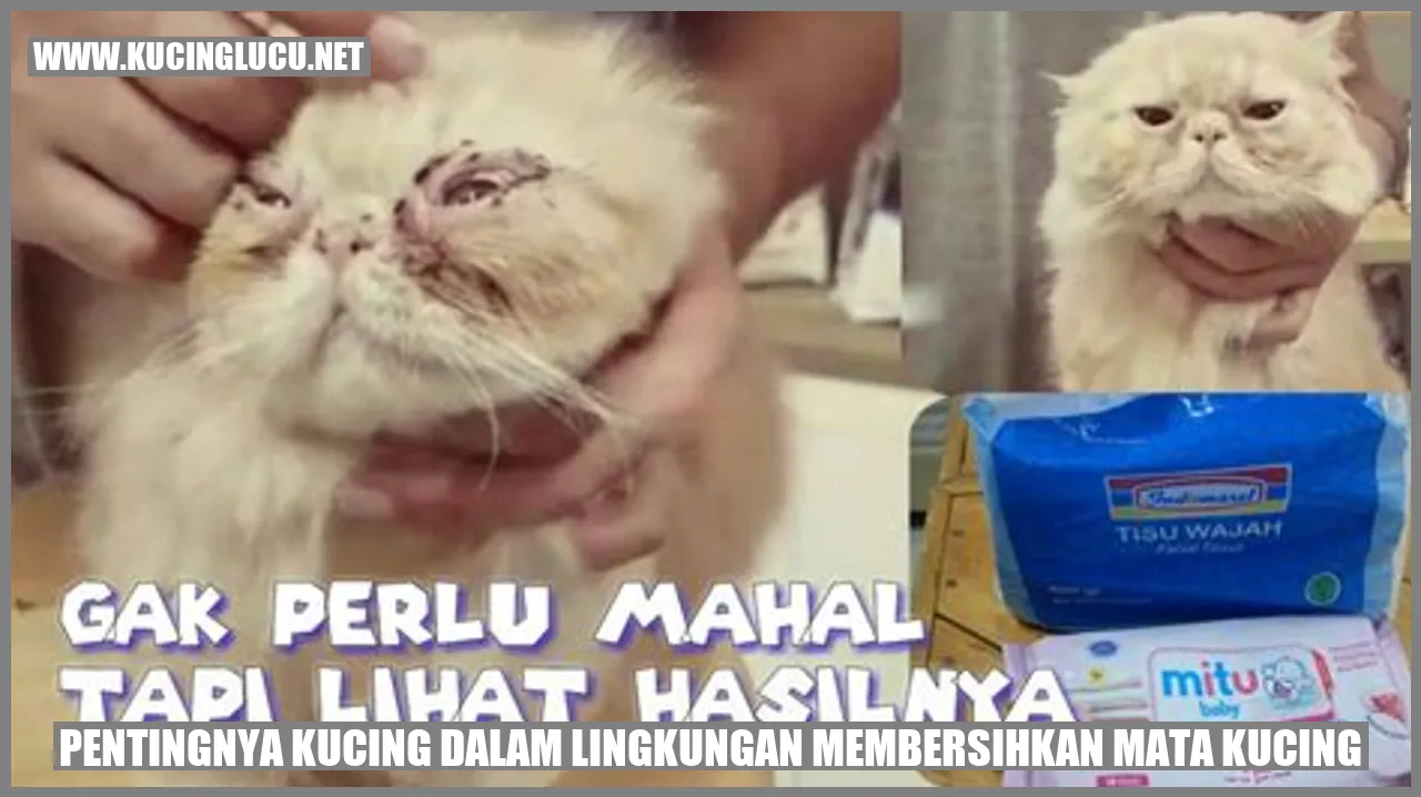 Kucing menjaga kebersihan mata kucing