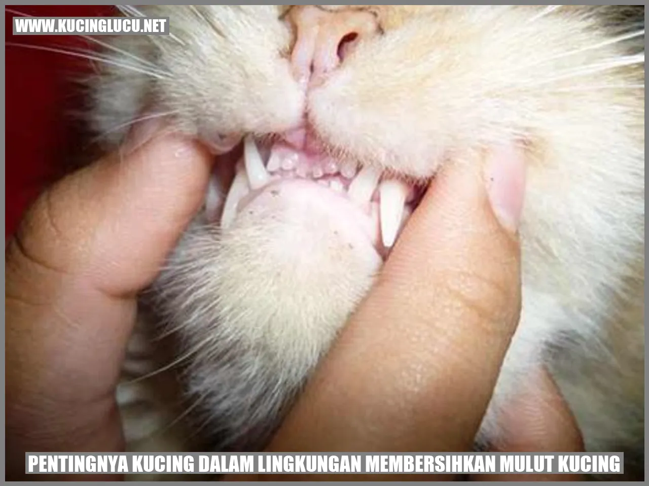 Gambar Kucing yang Menjaga Kebersihan Mulut