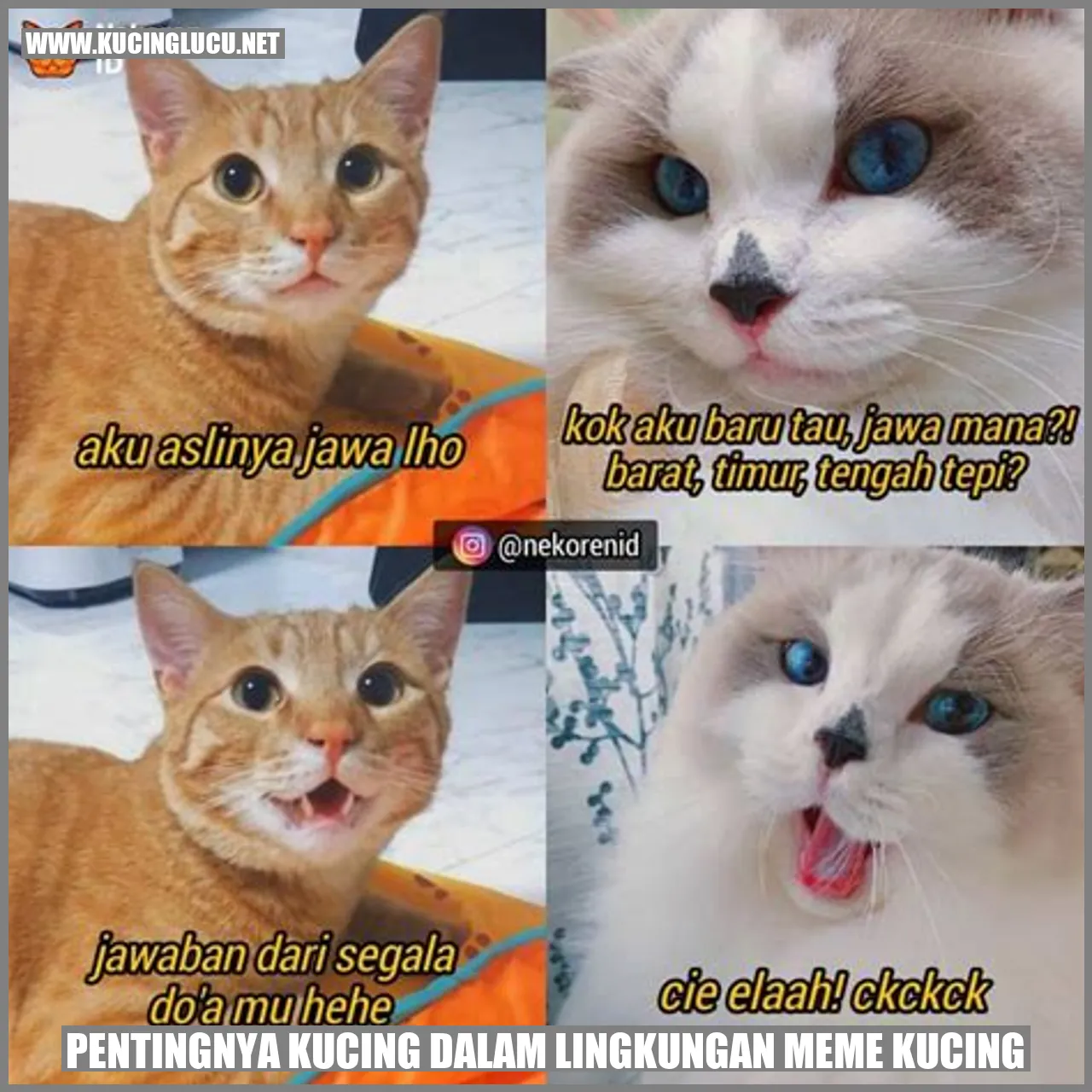 Meme Kucing