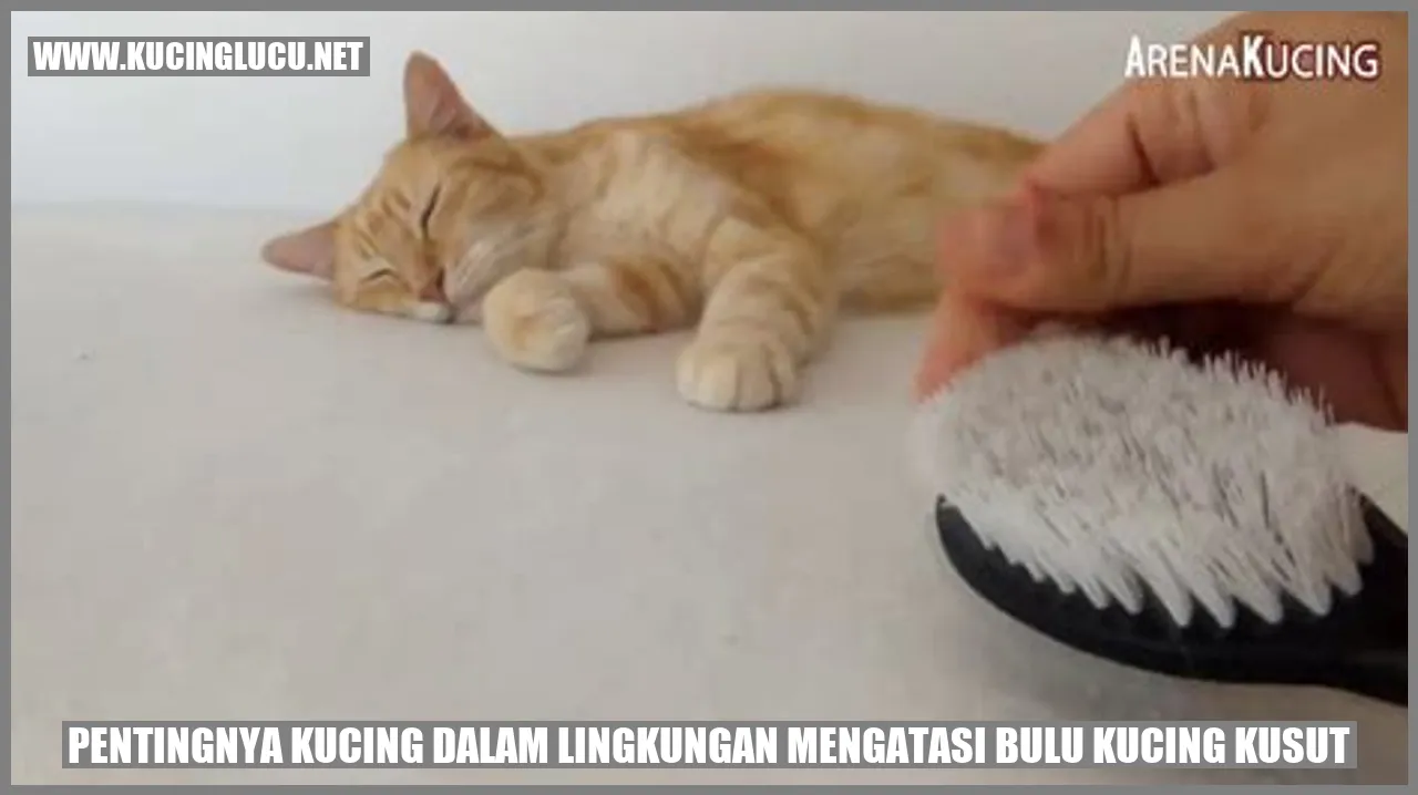 Kucing Mengatasi Bulu Kucing Kusut