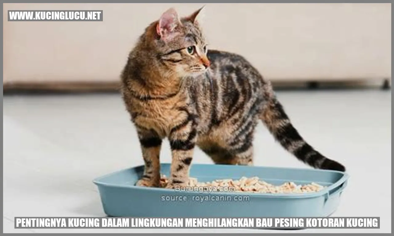 Gambar Kucing yang Menggemaskan