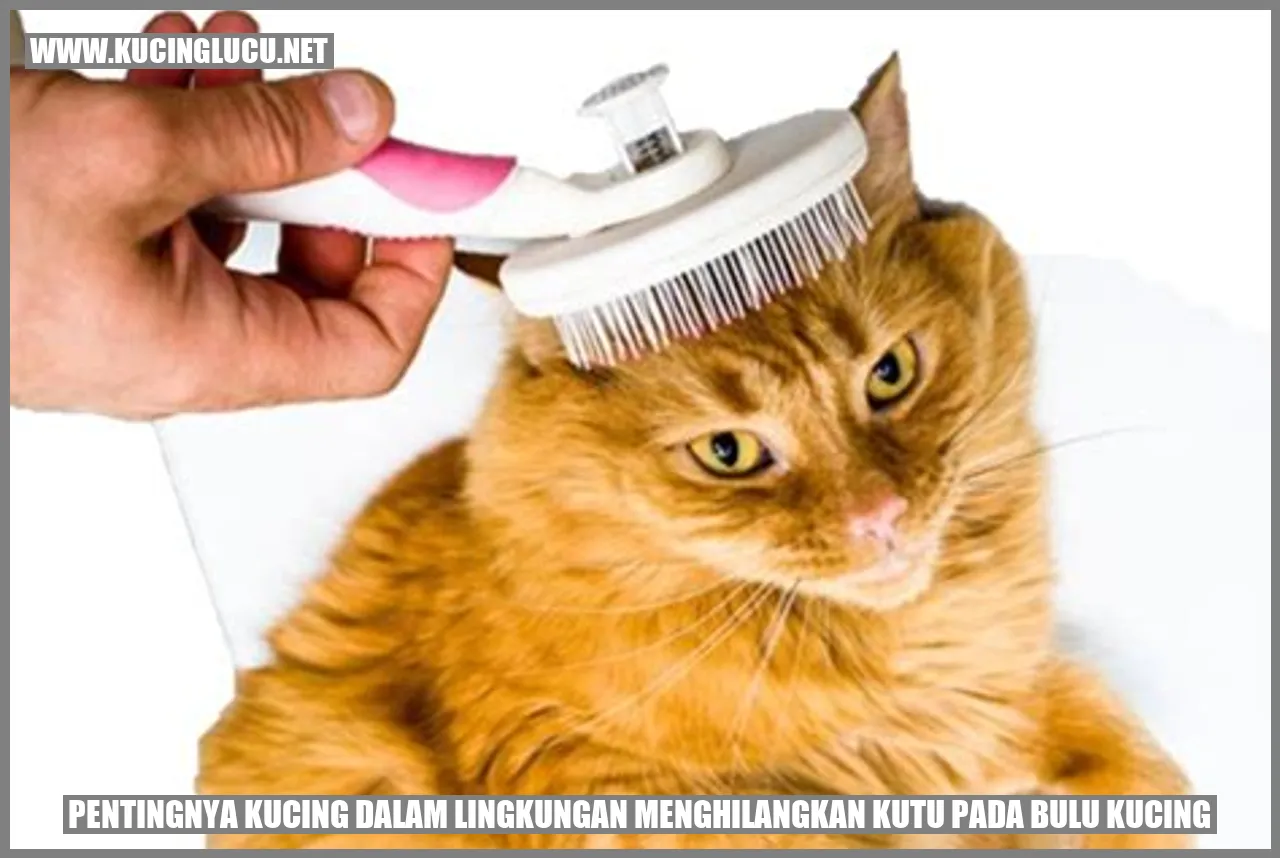 Kucing Menghilangkan Kutu pada Bulu Kucing