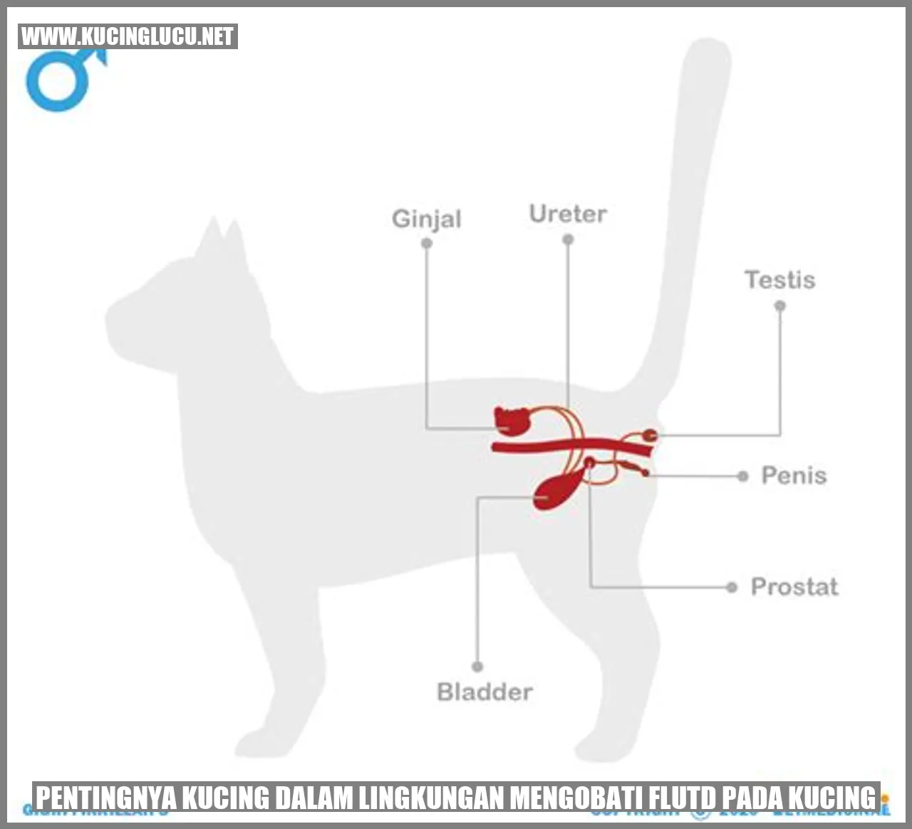 Gambar kucing