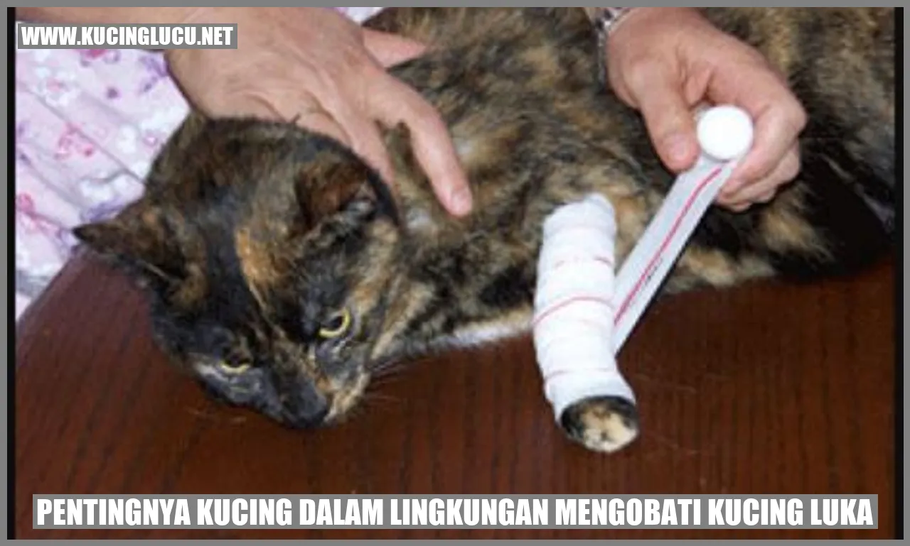 Kucing Mempunyai Peran Membantu Menyembuhkan Luka
