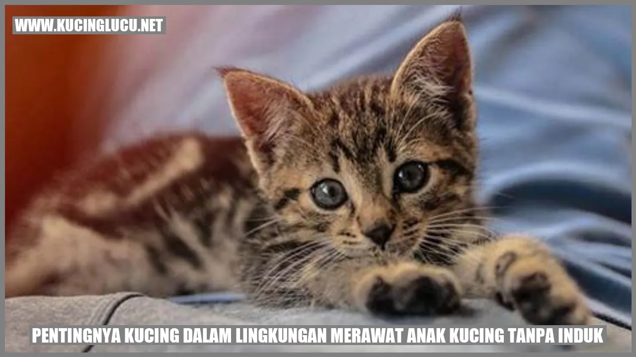 Gambar Anak Kucing
