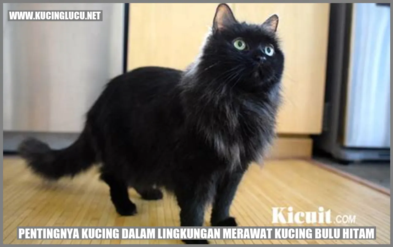 Gambar Kucing Bulu Hitam