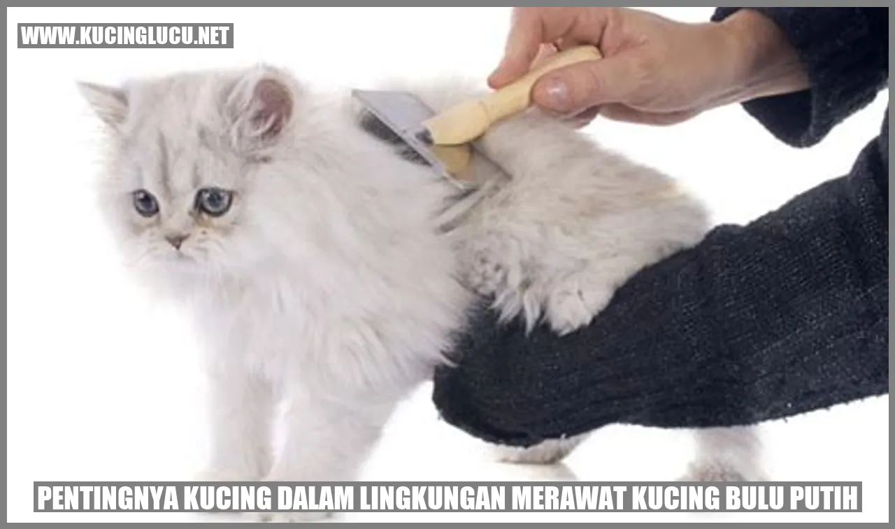 Kucing Bulu Putih dalam Memelihara Kebersihan