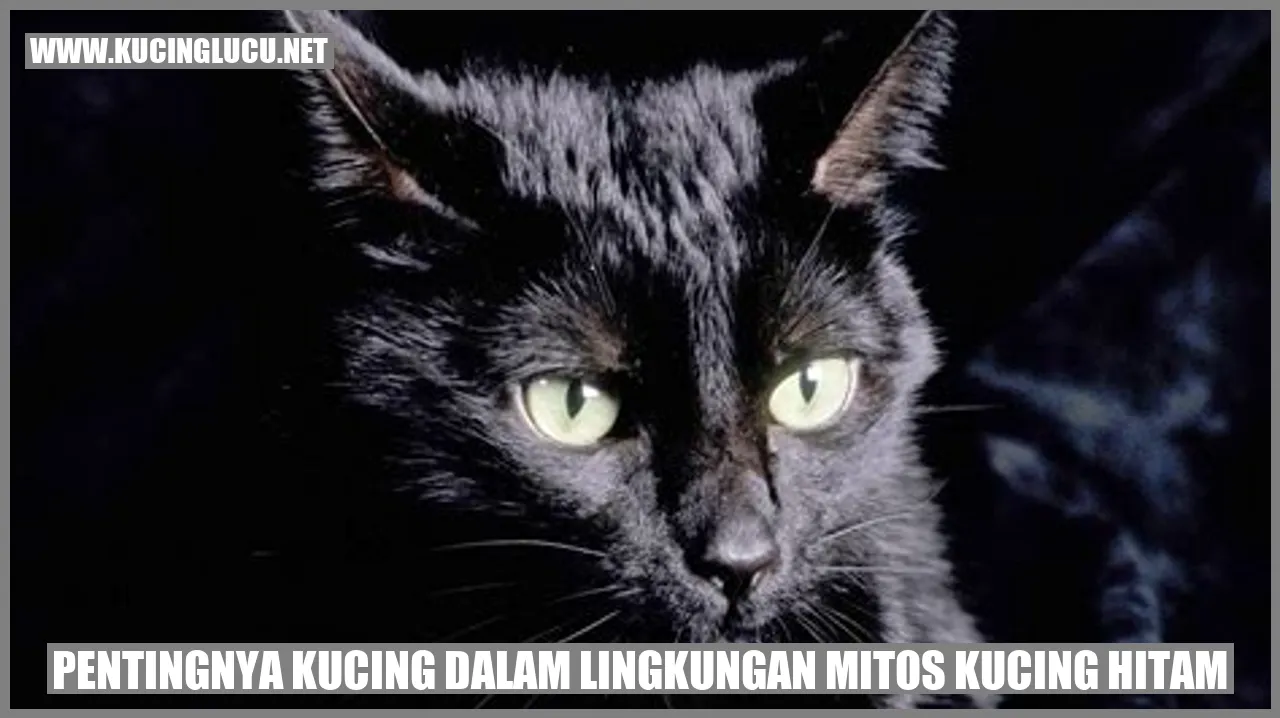 Kucing di lingkungan