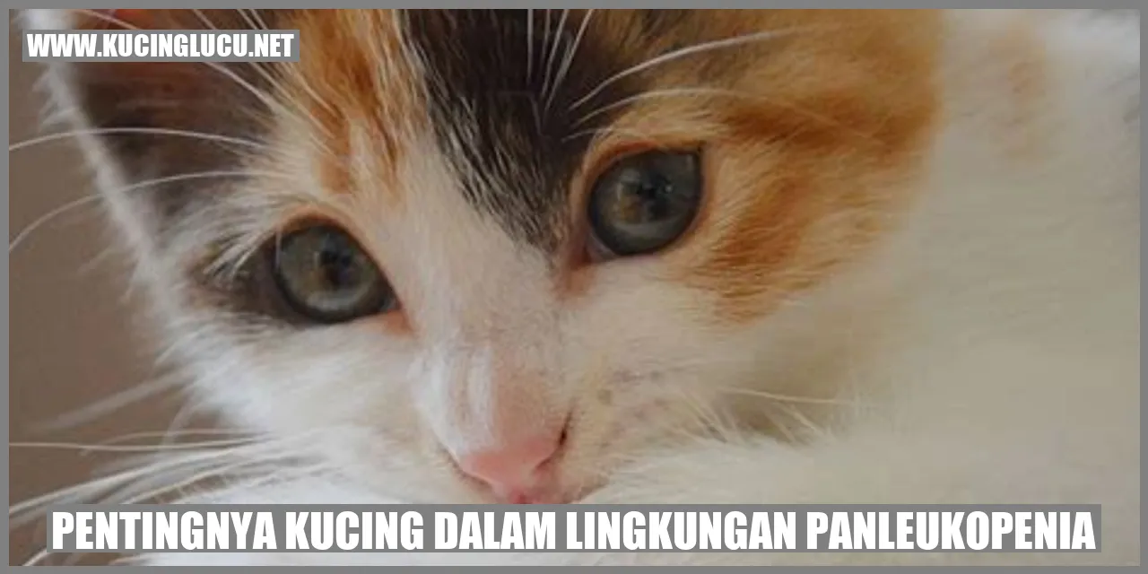 Gambar Kucing