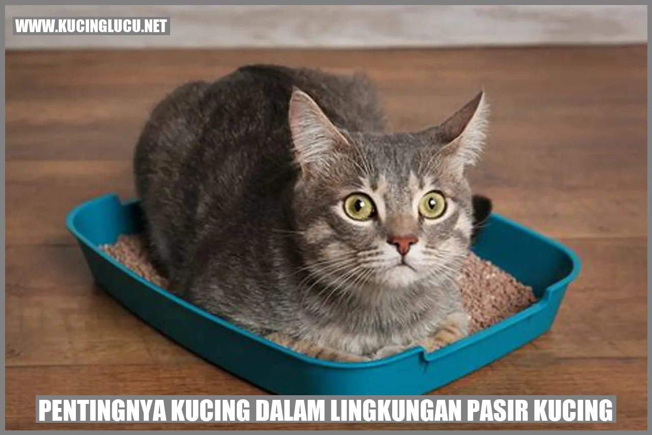 Kucing di lingkungan pasir kucing