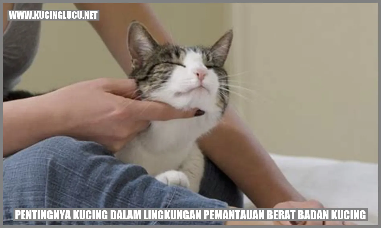 Gambar Kucing