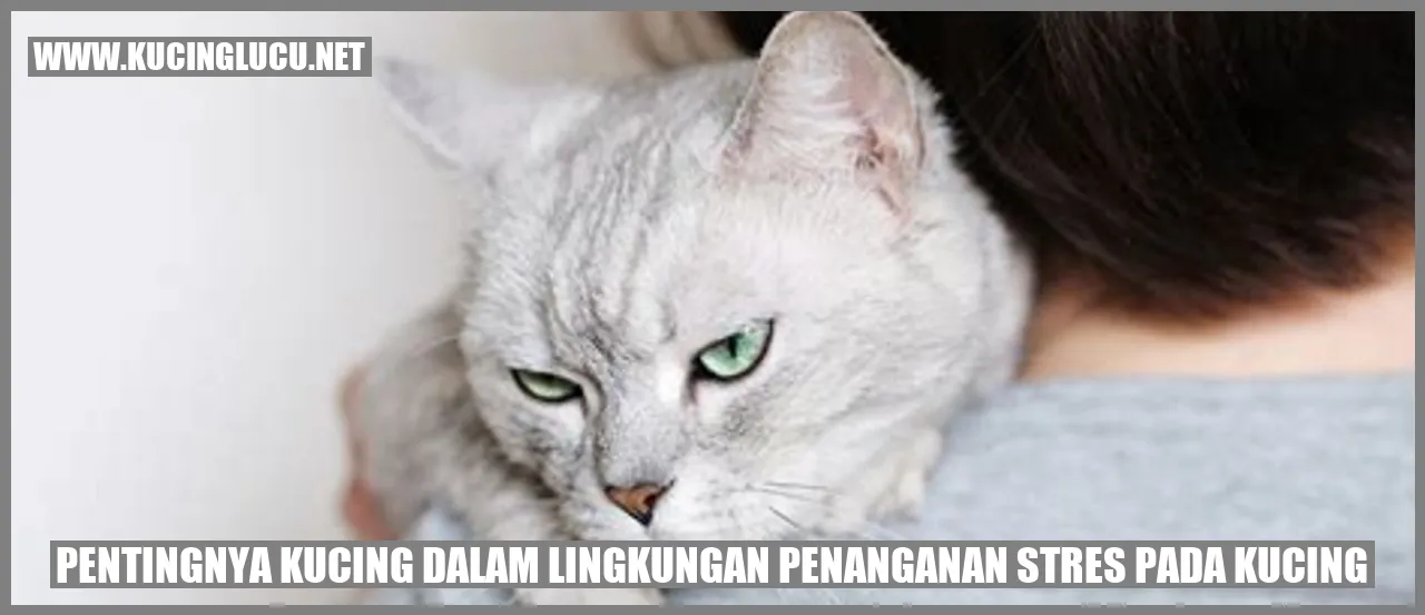 Kucing yang Membantu Mengurangi Stres