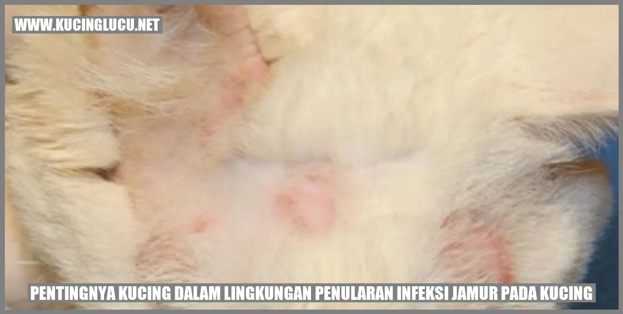 Pentingnya Kucing dalam Lingkungan Penularan Infeksi Jamur pada Kucing