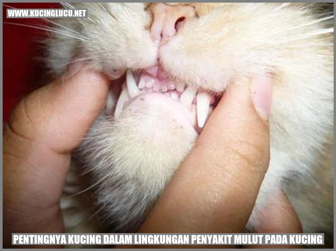 Kucing Lucu