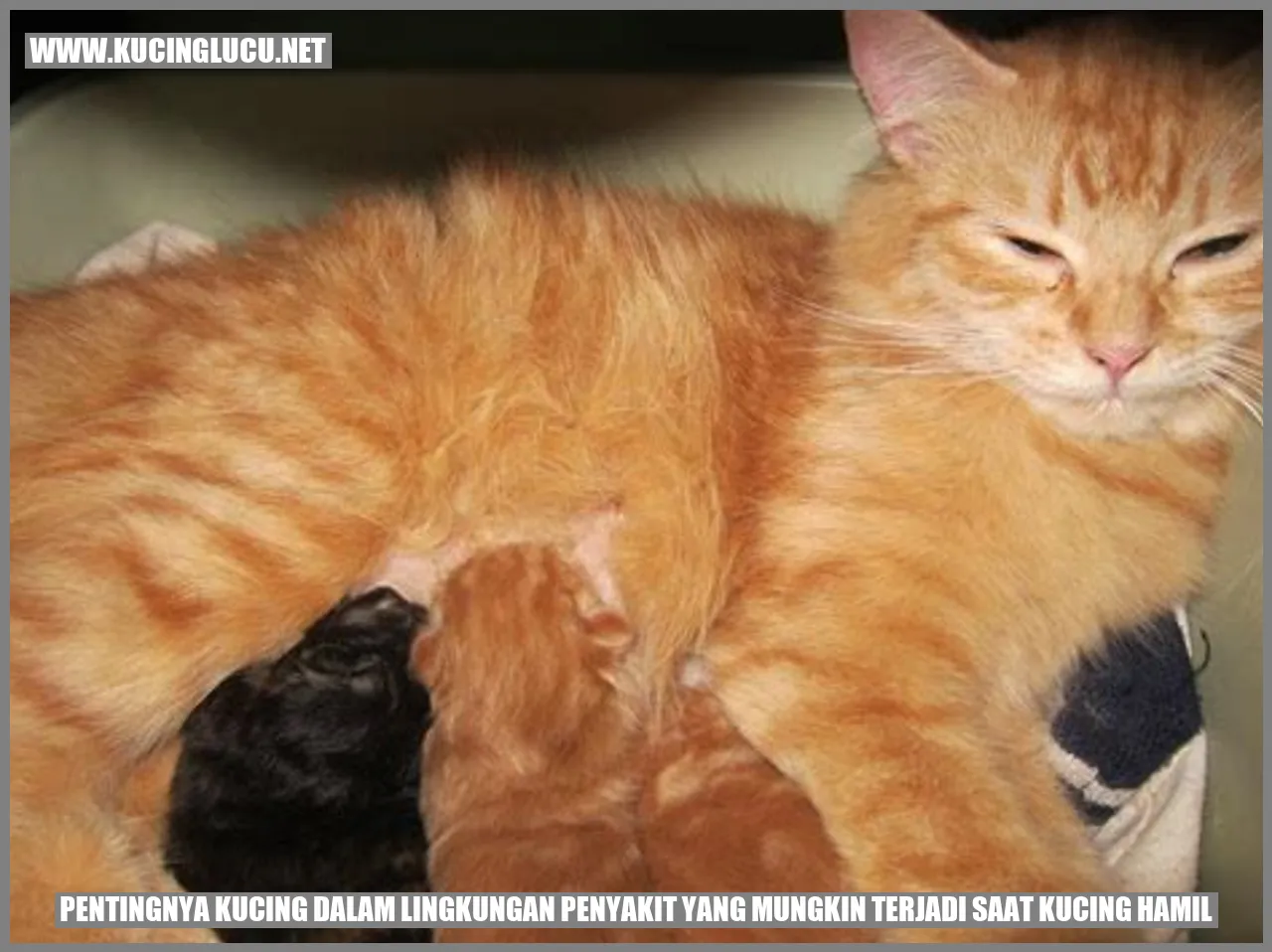 Kucing Mencegah Penyakit Saat Kucing Sedang Hamil
