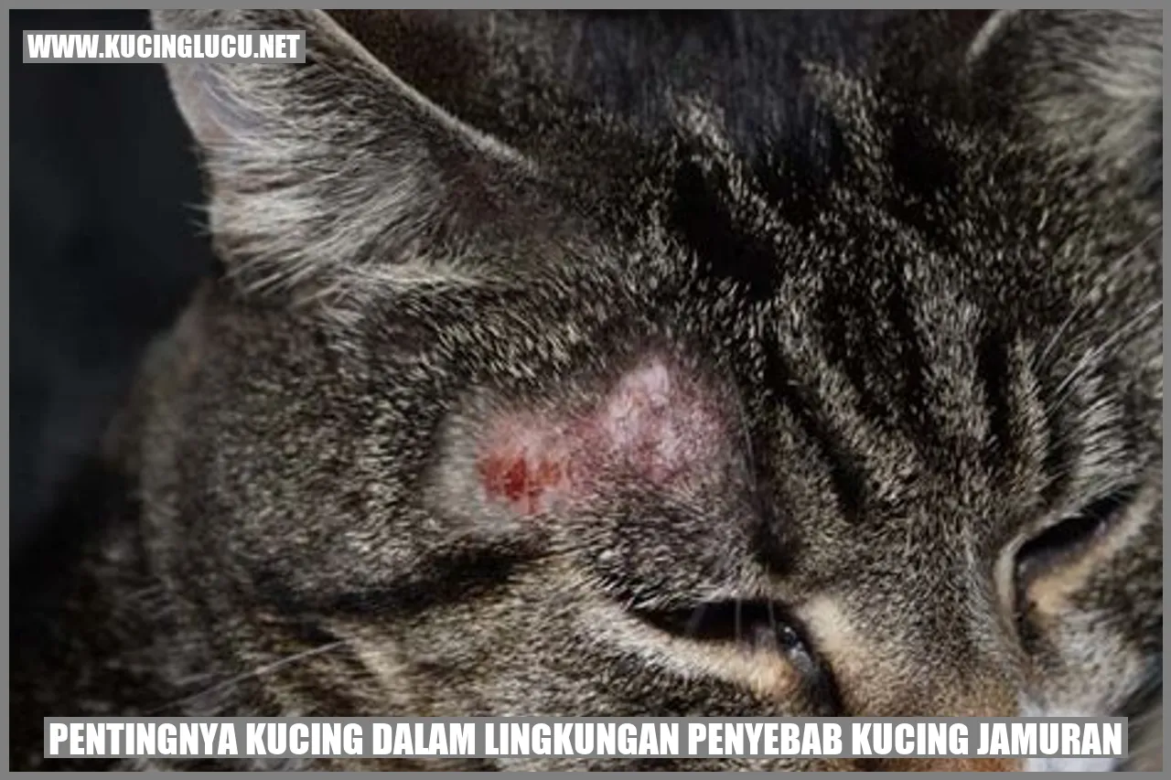 Gambar kucing sedang menjaga kebersihan